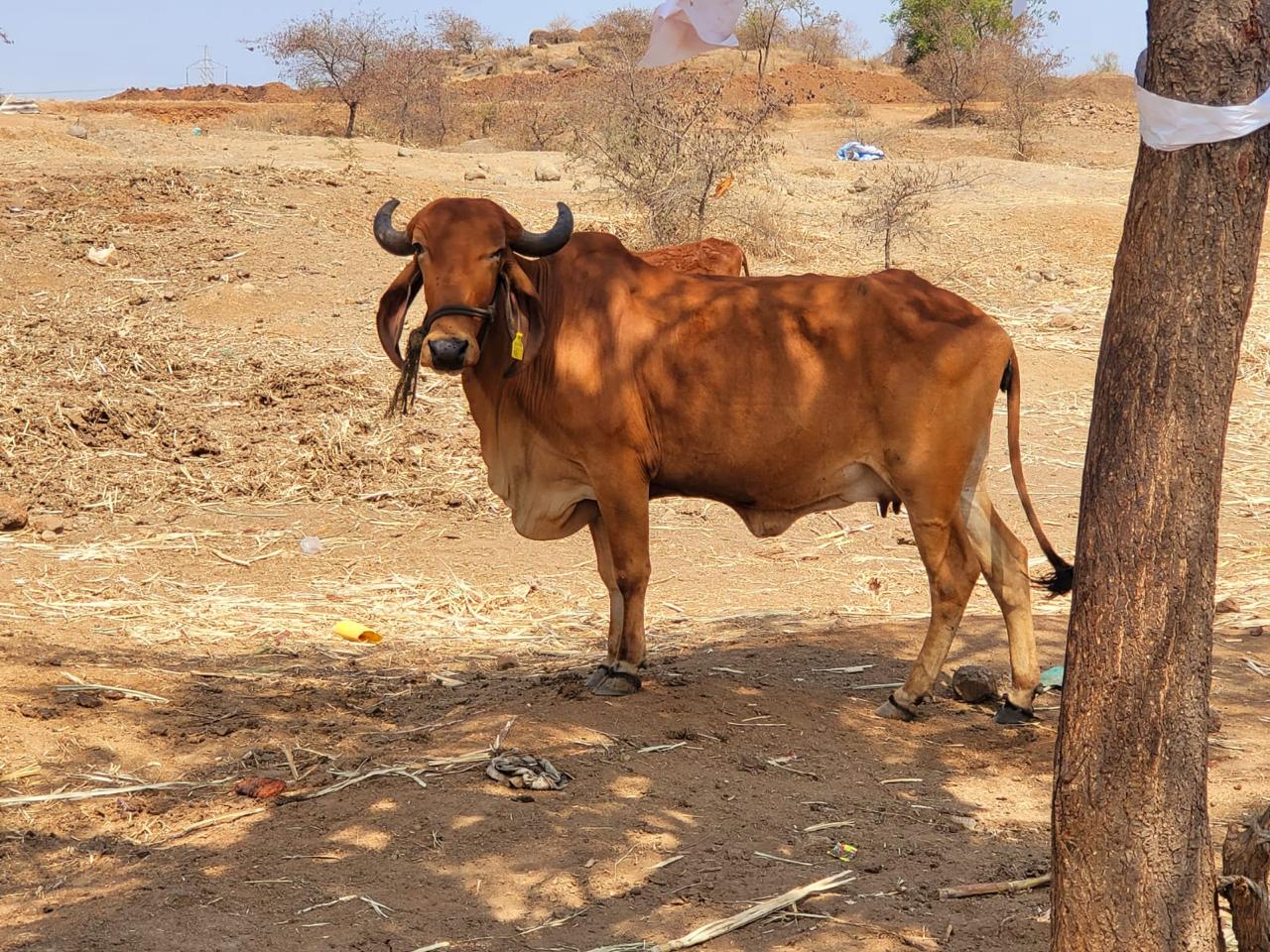 Galactica farm, Gir cow in the field