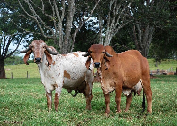 Galactica Gir cows grazing together