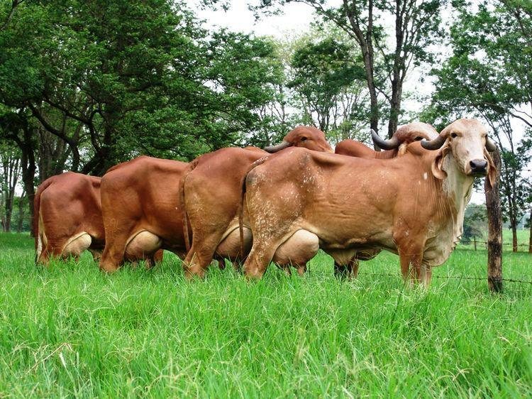 Gir cows grazing at the Galactica farm