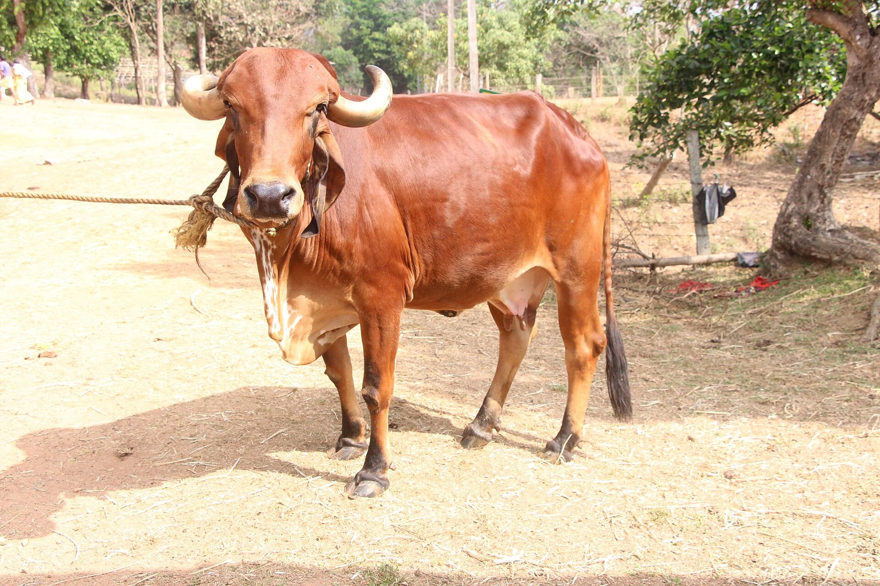 Gir cow portrait on the farm