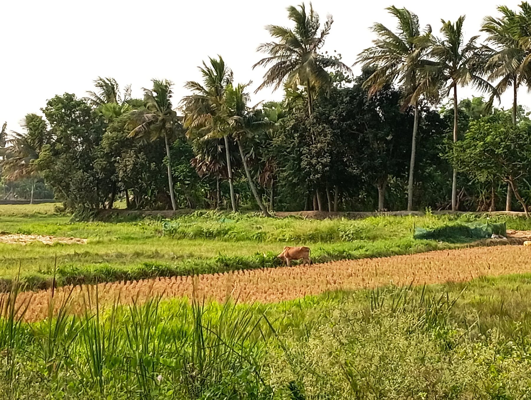 Gir cow grazing in an open meadow