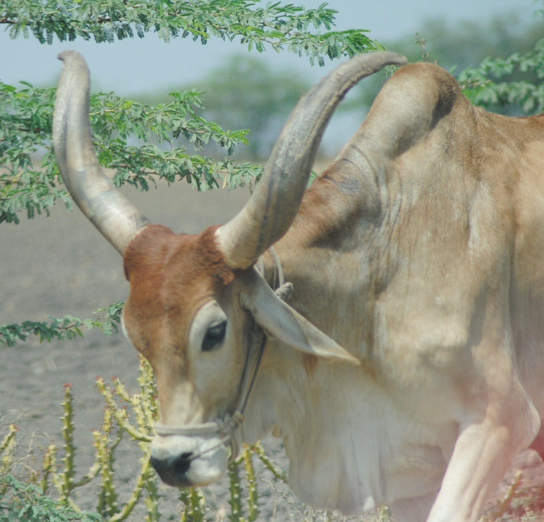 Cattle in a village near Gir National Park, Gujarat
